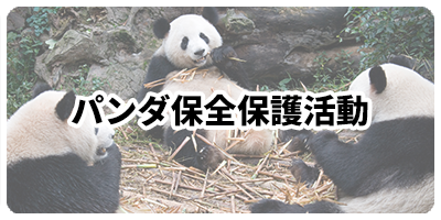 パンダ保全保護活動